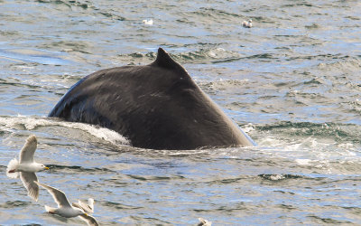 A Humpback Whale in Kenai Fjords National Park