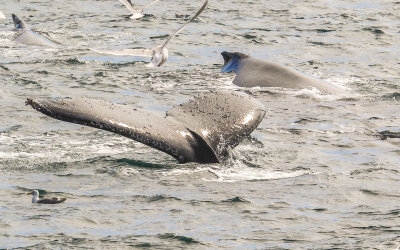 A Humpback Whale fluking in Kenai Fjords National Park