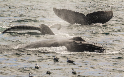 Humpback Whales travel in a pod in Kenai Fjords National Park