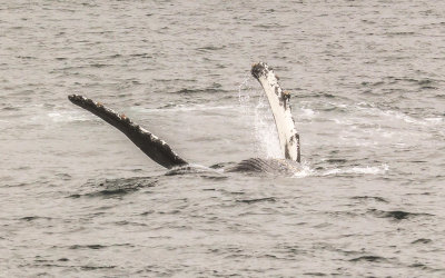 A belly up Humpback Whale slaps its pectoral fins against the water in Kenai Fjords National Park