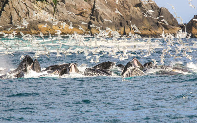 # 1 - Humpback Whales bubble net feeding off of the Aialik Peninsula in Kenai Fjords National Park