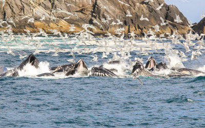 # 3 - Humpback Whales bubble net feeding in Kenai Fjords National Park