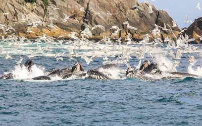 # 4 - Humpback Whales bubble net feeding in Kenai Fjords National Park