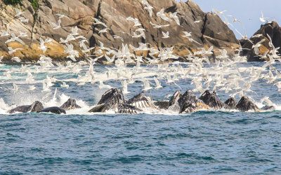 # 5 - Humpback Whales bubble net feeding in Kenai Fjords National Park