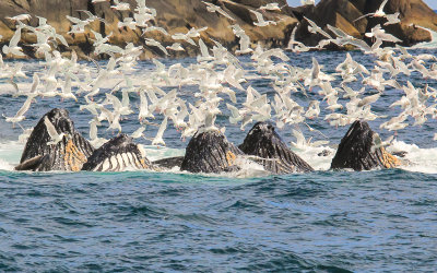 # 6 - Humpback Whales bubble net feeding in Kenai Fjords National Park