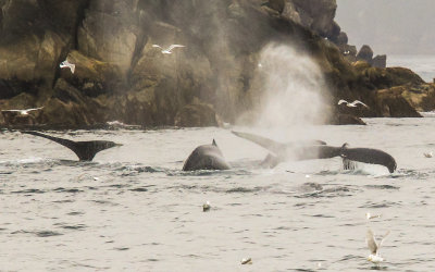 Humpback Whales in Kenai Fjords National Park