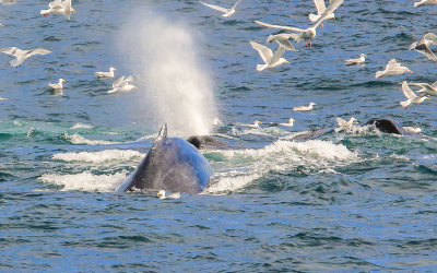 Humpback Whales surface in Kenai Fjords National Park