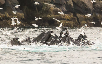 Humpback Whales bubble net feeding along the Aialik Peninsula in Kenai Fjords National Park