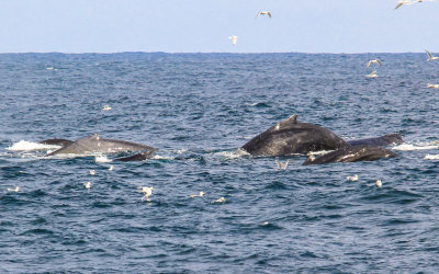 A pod of Humpback Whales in Kenai Fjords National Park