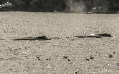 Humpback Whales glide through the waters of Kenai Fjords National Park