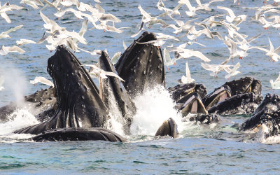 Kenai Fjords National Park Humpback Whales – Alaska