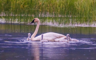Trumpeter Swan and chicks along the McCarthy Road in Wrangell-St Elias National Park