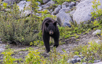 Black Bear on the edge of Shamrock Lake