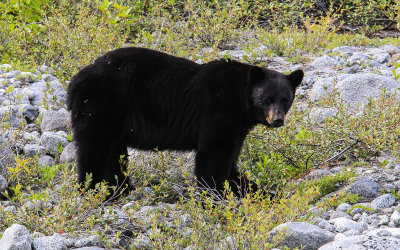 A Black Bear stops to check us out near Shamrock Glacier