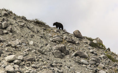 A Black Bear walks along a ridge near Shamrock Glacier