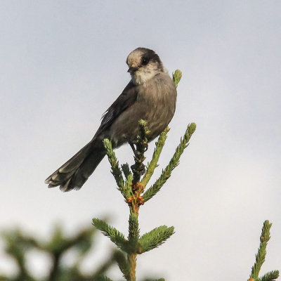 A Gray Jay on the Tanalian Falls Trail in Lake Clark National Park