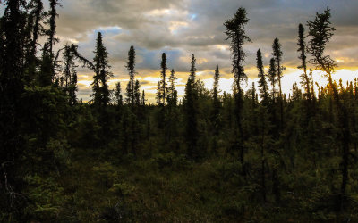 The midnight sun through the spruce trees on the Tanalian Falls Trail in Lake Clark National Park