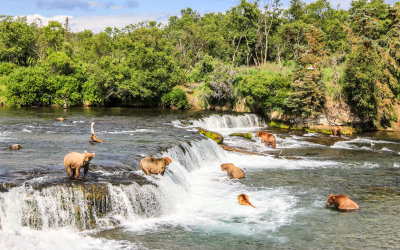 Brown Bears fishing for salmon at Brooks Falls in Katmai National Park 