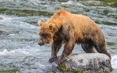 A young Brown Bear sights a Salmon upstream in Katmai National Park