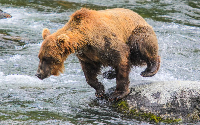 A Brown Bear leaps into action in Katmai National Park