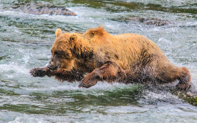 A Brown Bear lays out to catch a Salmon in Katmai National Park