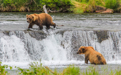 Brown Bears at Brooks Falls in Katmai National Park