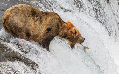 A Brown Bear catches a leaping Salmon on top of Brooks Falls in Katmai National Park