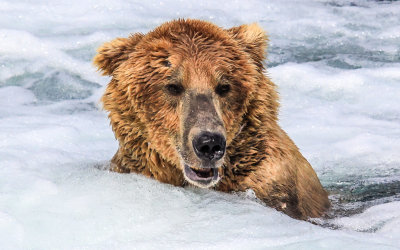 A Brown Bear in the foamy waters at the base of Brooks Falls in Katmai National Park
