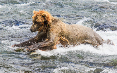 A young Brown Bear leaps for a Salmon, which got away, in Katmai National Park