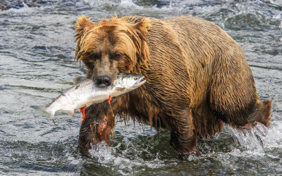 A Brown Bear carries away a Salmon caught upstream in Katmai National Park