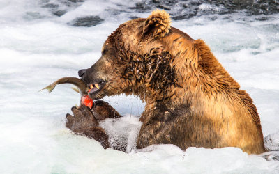 A Brown Bear eats a Salmon at the base of Brooks Falls in Katmai National Park