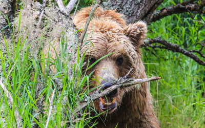 A large Brown Bear in the woods in Katmai National Park