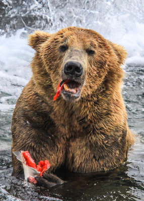 An elder Brown Bear eats a Salmon caught at Brooks Falls in Katmai National Park