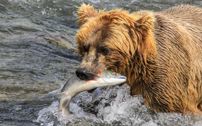 A Brown Bear carrying its latest catch in Katmai National Park