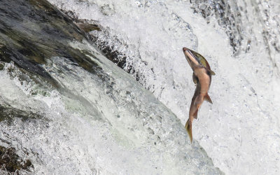 A Salmon leaps in an attempt to clear Brooks Falls in Katmai National Park