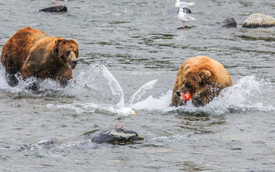 An elder Brown Bear charges in an attempt to steal a meal in Katmai National Park…