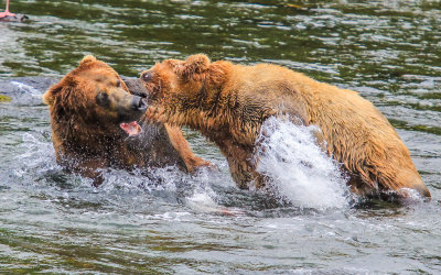 A Brown Bear attacks the attacker in Katmai National Park