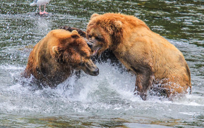 Two Brown Bears battle over food in Katmai National Park