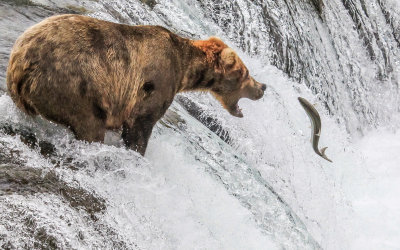 A Brown Bear attempts to catch a leaping Salmon on Brooks Falls in Katmai National Park