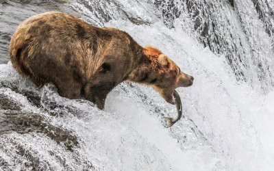 A Brown Bear on Brooks Falls catches a leaping Salmon in Katmai National Park