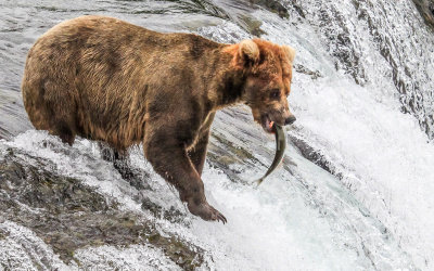 A Brown Bear clamps down on a Salmon on Brooks Falls in Katmai National Park