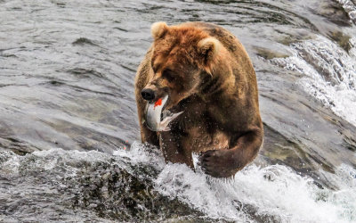 A Brown Bear moves away from the falls to eat its catch in Katmai National Park