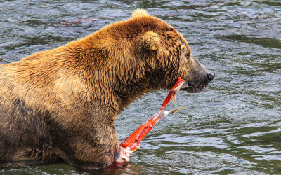A Brown Bear tears apart a Salmon in Katmai National Park