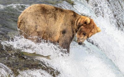 A Brown Bear on top of Brooks Falls watches as a Salmon goes by on its way to spawn in Katmai National Park