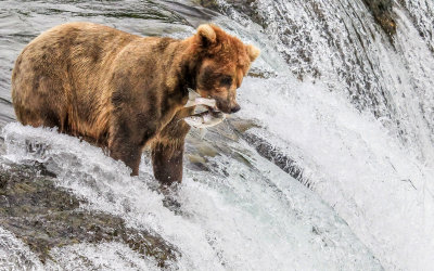 A Brown Bear catches a meal on top of Brooks Falls in Katmai National Park