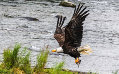 A Bald Eagle scavenges the head of a Salmon in Katmai National Park