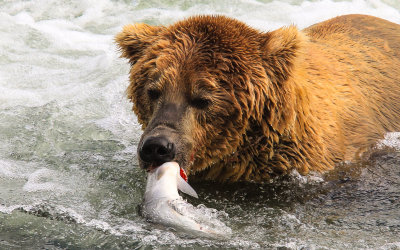A Brown Bear with his catch at Brooks Falls in Katmai National Park