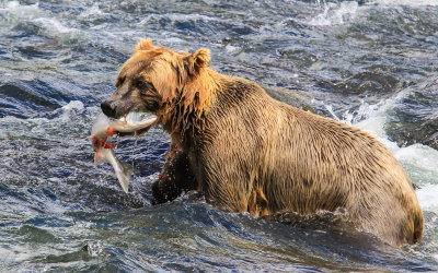 A Brown Bear with a large Salmon upstream in Katmai National Park