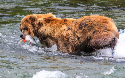 A Brown Bear goes after the catch of another bear in Katmai National Park