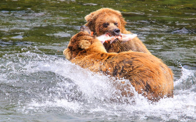 Two Brown Bears fight over a meal in Katmai National Park